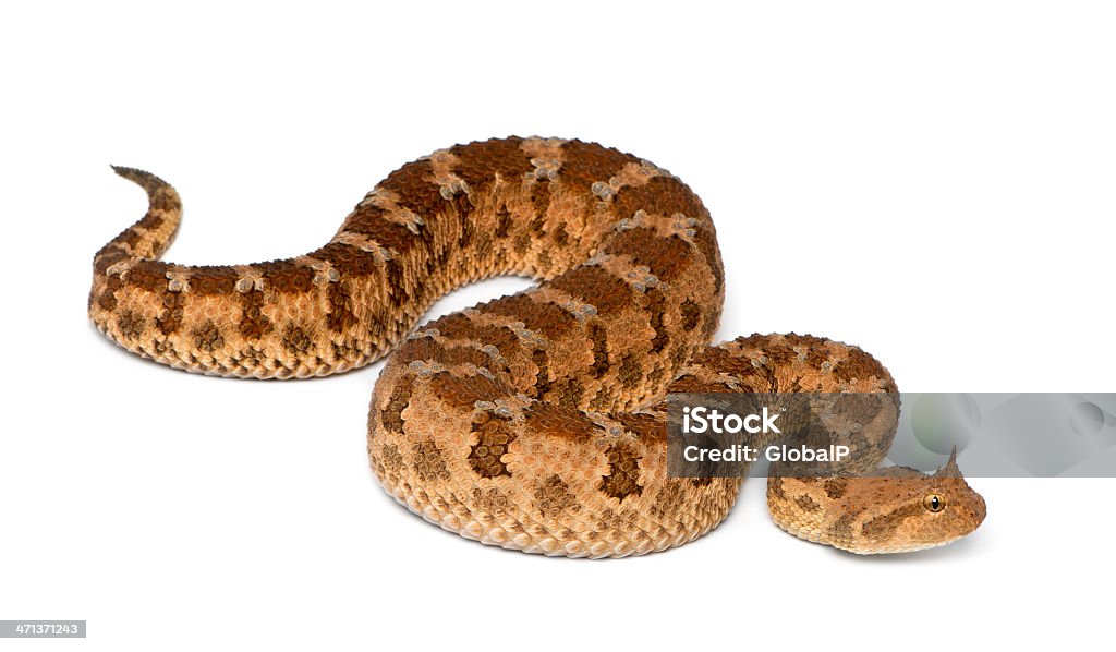 Saharan horned viper, poisonous, white background Saharan horned viper - Cerastes cerastes, poisonous, white background Horned Stock Photo