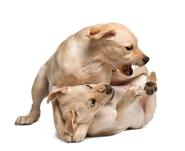 istock Young Labrador Retriever, 4 months old 471371245