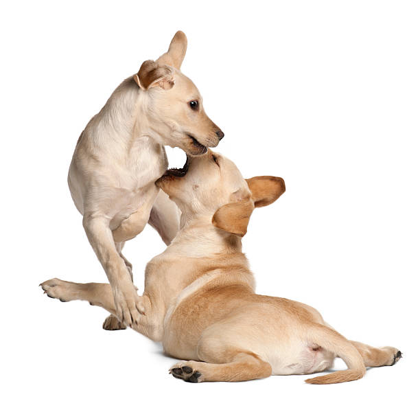 istock Young Labrador Retriever, 4 months old 471371259