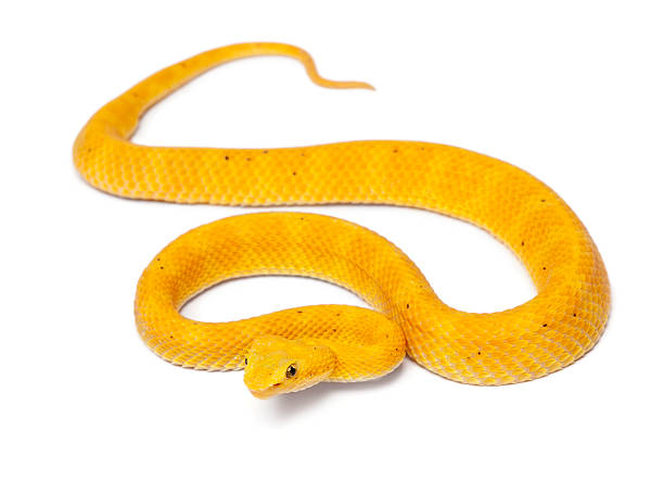 Yellow Eyelash Viper - Bothriechis schlegelii, poisonous, white background