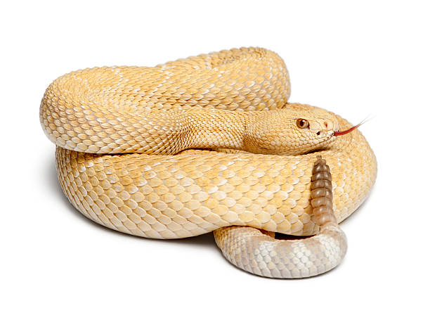 istock albinos western diamondback rattlesnake - Crotalus atrox, poisonous, white background 471371271