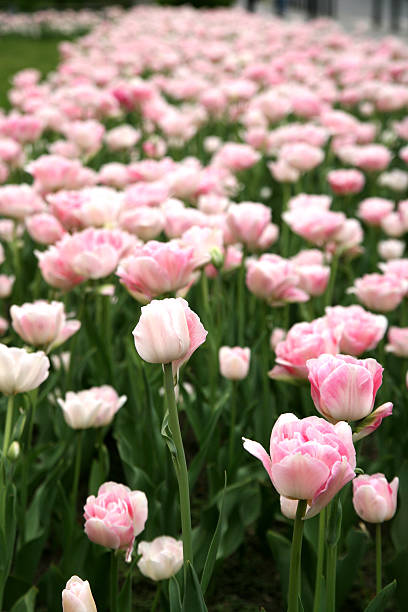 Tulipes - Photo