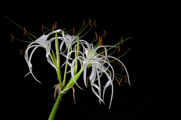 Blooming houseplant \