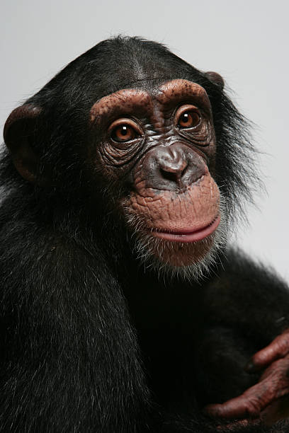 Chimpanzee emotion portrait stock photo