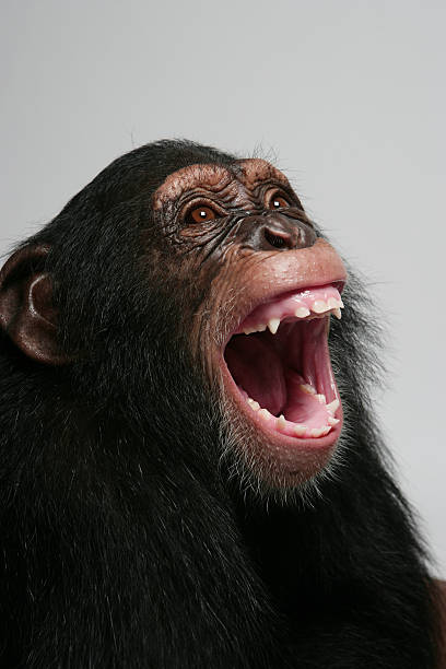 Chimpanzee emotion portrait stock photo