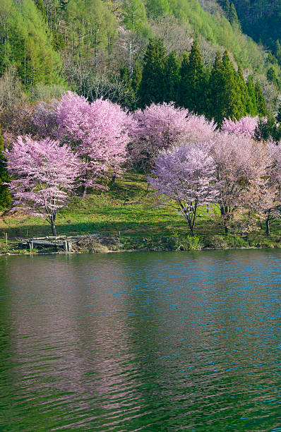 istock Cherry blossoms in Omachi, Nagano, Japan 471372726