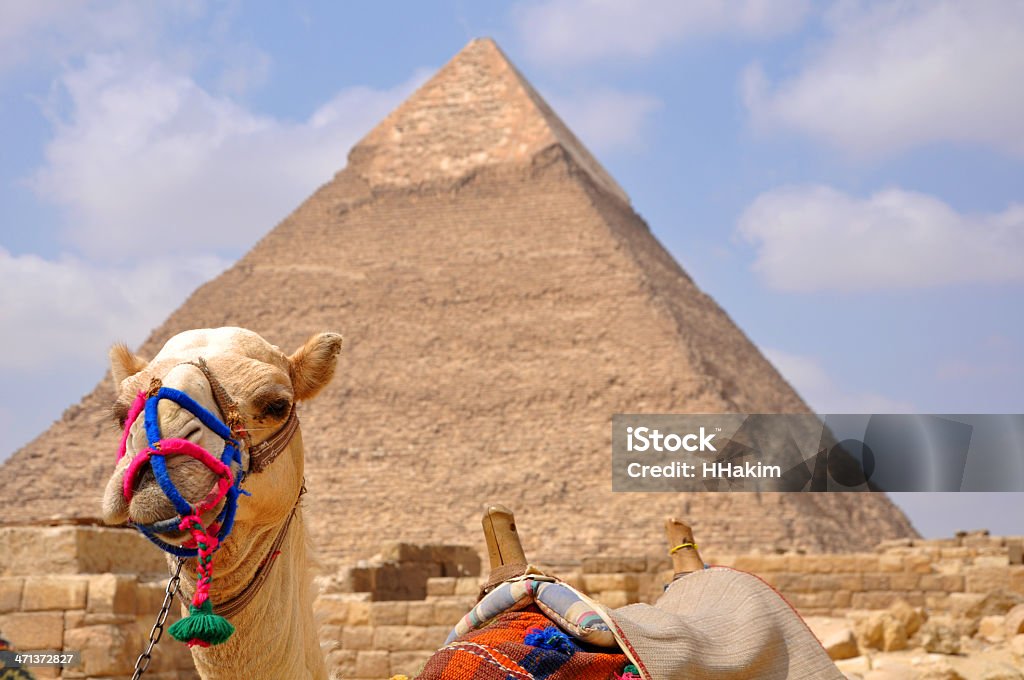 Egyptian camel - Zbiór zdjęć royalty-free (Antyki)