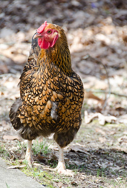 istock Golden Lace Wyandotte Chicken 471372902