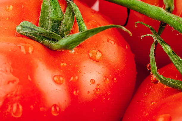 istock macro wet Tomatos  vine food fruit  water drops white background 471373879