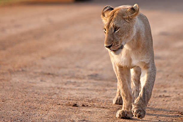 istock Lioness in the Maasai Mara 471373963