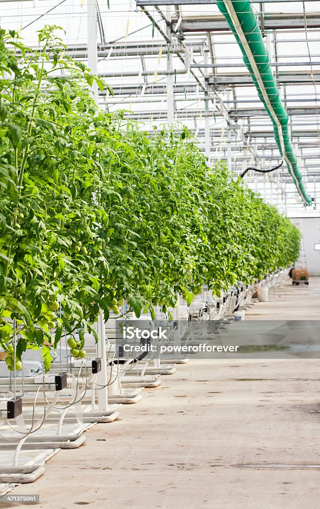 Hidropônica tomates em comercial de estufa - Foto de stock de Agricultura royalty-free