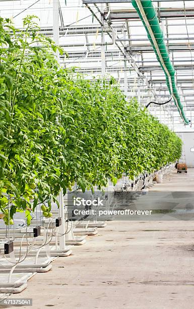 Foto de Hidropônica Tomates Em Comercial De Estufa e mais fotos de stock de Agricultura - Agricultura, Arranjo, Botânica - Assunto