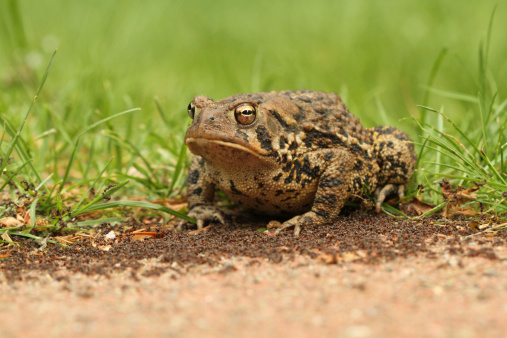 macro shot of a toad on colony of ants - concept in mind was 