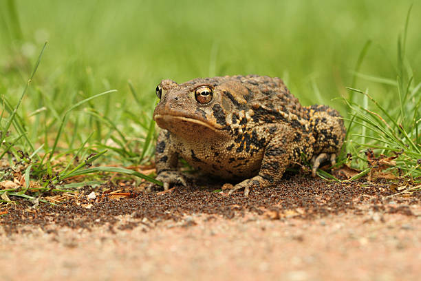 Toad surrounded by ants - "Utoadpia" stock photo