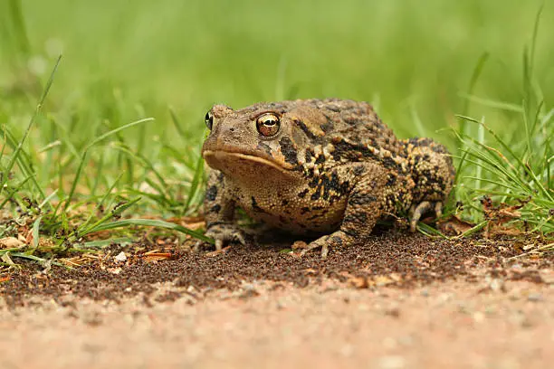 Photo of Toad surrounded by ants - 