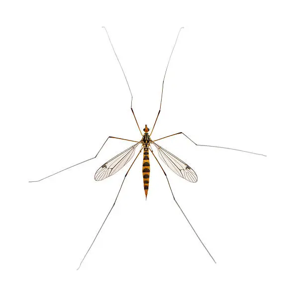 daddy long legs, mosquito, - nephrotoma scalaris