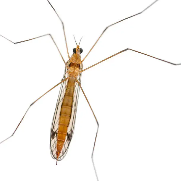 daddy long legs, mosquito, - nephrotoma scalaris