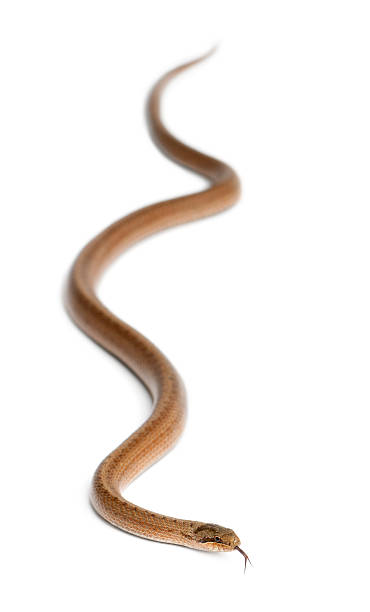 istock Smooth snake, Coronella austriaca, in front of white background 471375177