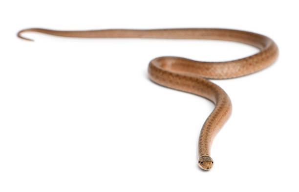 istock Smooth snake, Coronella austriaca, in front of white background 471375185