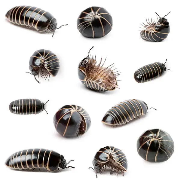 Collection of Glomeris marginata. Is a common European species of pill millipede