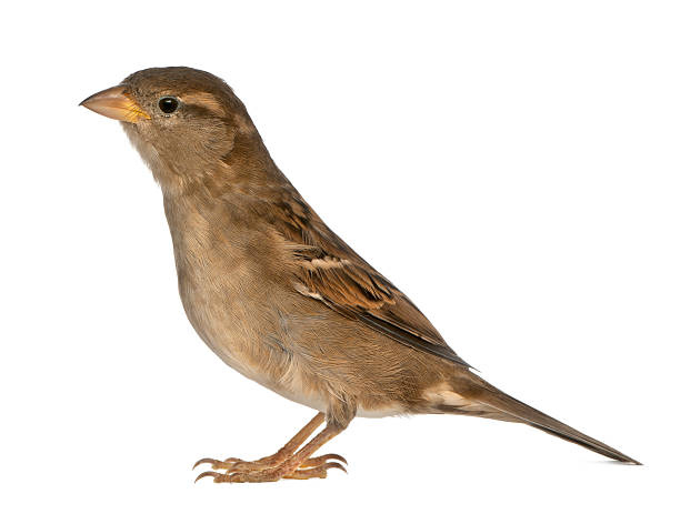 istock female House Sparrow - Passer domesticus (5 months old) 471375189