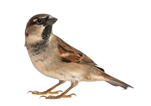 istock male House Sparrow - Passer domesticus (5 months old) 471375197