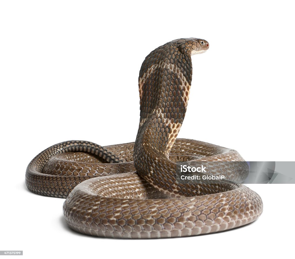 Rắn Hổ Mang Chúa Ophiophagus Hannah Nền Độc Trắng Hình ảnh Sẵn có ...