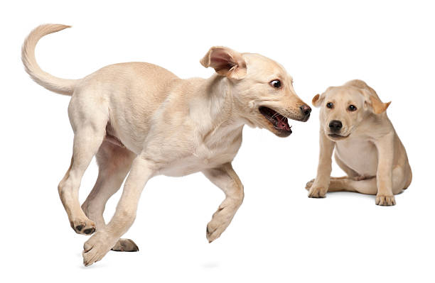 istock Young Labrador Retriever, 4 months old 471375205