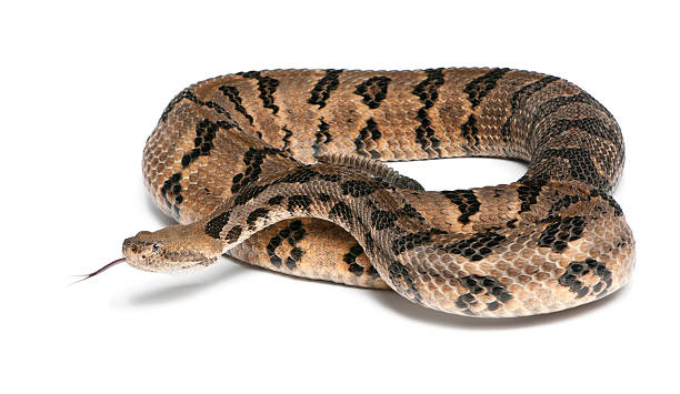 istock Timber rattlesnake - Crotalus horridus atricaudatus, poisonous, white background 471375207