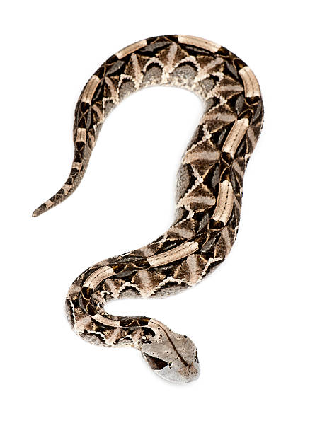 istock Gaboon viper - Bitis gabonica, poisonous, white background 471375209