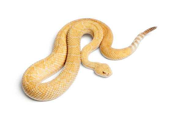istock albinos western diamondback rattlesnake - Crotalus atrox, poisonous, white background 471375211