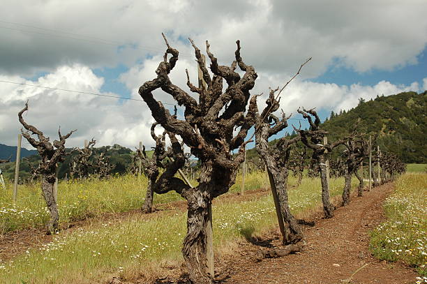 old vine zinfandel vines-california wine country - vineyard california napa valley vine - fotografias e filmes do acervo