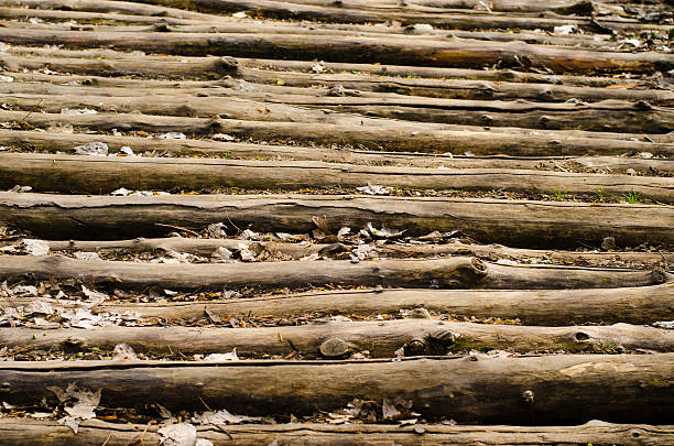 wooden logs covered by dry leaves