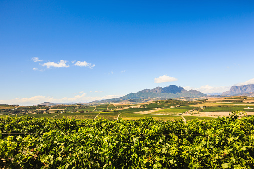 South African Wine-Growing Region Stellenbosch Cape Town Area