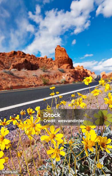 Desert Road And Flowers Stock Photo - Download Image Now - Arid Climate, Asphalt, Beauty In Nature