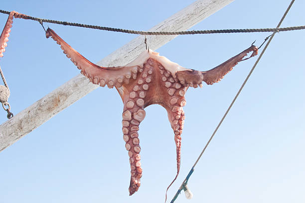 Octopus hanging at arms length outside in the Mediterranean sun in Mykonos, Greece.