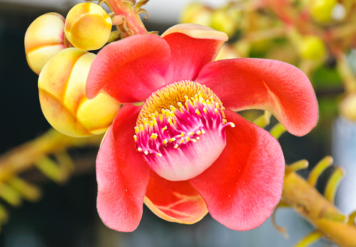 Cannonball tree which is special significance in Buddhist religion and often planted at Buddhist temple