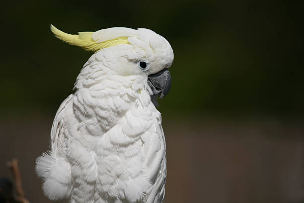 istock Sulphur-crested cockatoo 471377279