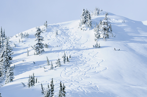 Heli-skier tracks in fresh powder