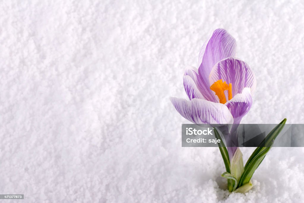 Crocus in Snow Striped A crocus flower in the snow Backgrounds Stock Photo