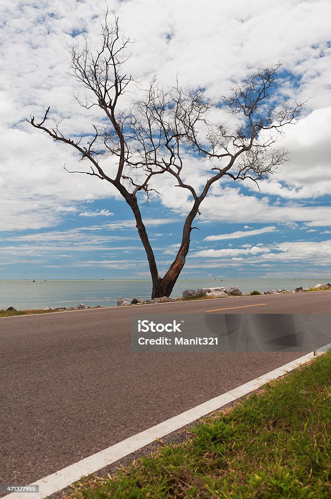 Arbre séchée et de la route côtière en Thaïlande - Photo de Arbre libre de droits