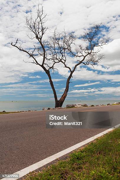 Árvore Seca E Marginal Na Tailândia - Fotografias de stock e mais imagens de Ao Ar Livre - Ao Ar Livre, Azul, Beleza natural