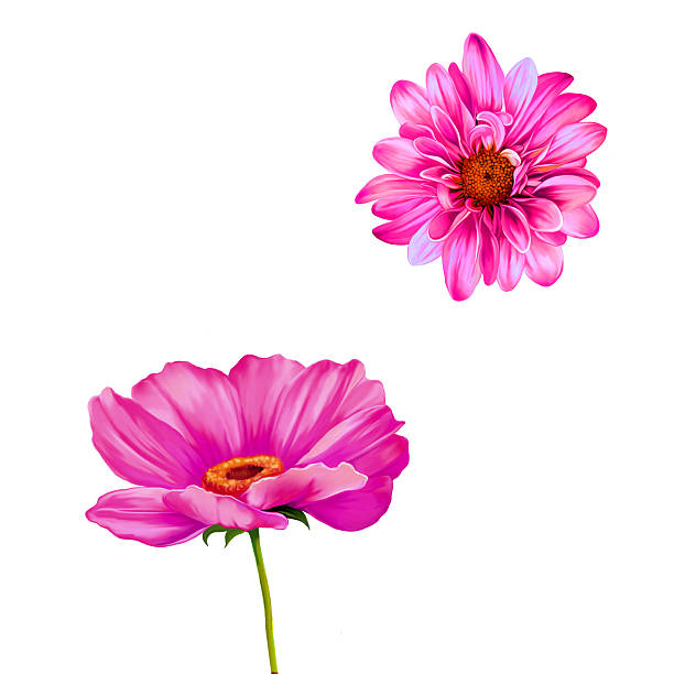 ilustrações de stock, clip art, desenhos animados e ícones de mona lisa flor. isolado a white. chrysanthemum. papoila-rosa - poppy purple flower close up