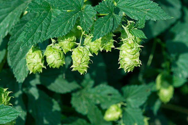 istock Hop vines in Yakima Valley WA 471378766