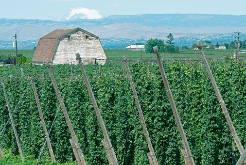 Hop vines and barn and old hops processing factory in summer in Yakima Valley WA