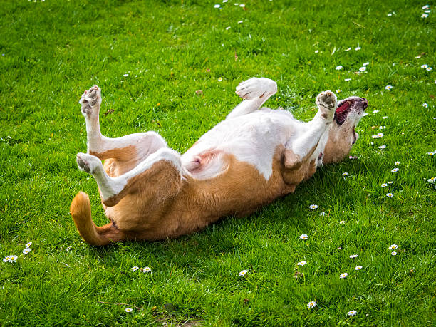 Happy dog rolls and turns on the green grass