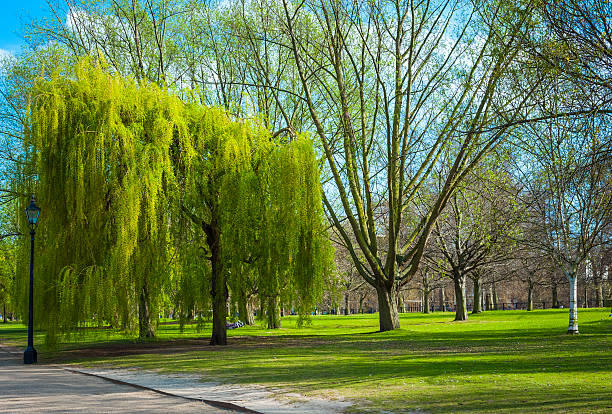 春を hyde park ,london - london england park london hyde street ストックフォトと画像