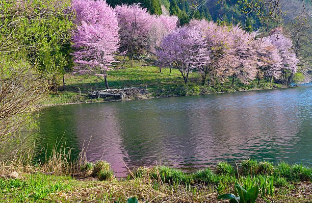 Cherry blossoms in Omachi, Nagano, Japan