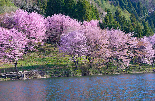 istock Cherry blossoms in Omachi, Nagano, Japan 471379008