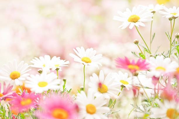 Daisy flowers Daisy flowers daisy flower spring marguerite stock pictures, royalty-free photos & images